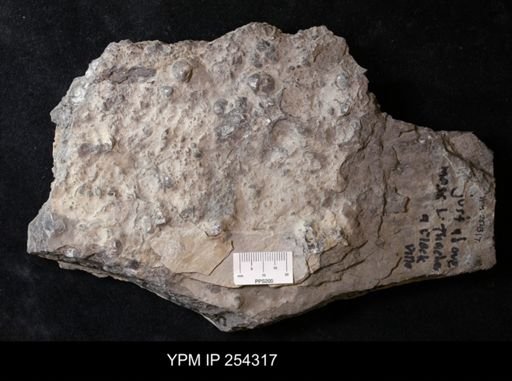 Brachiopoda