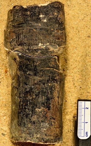 Calamitaceae