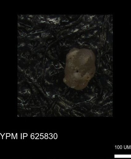 undet. Foraminiferida