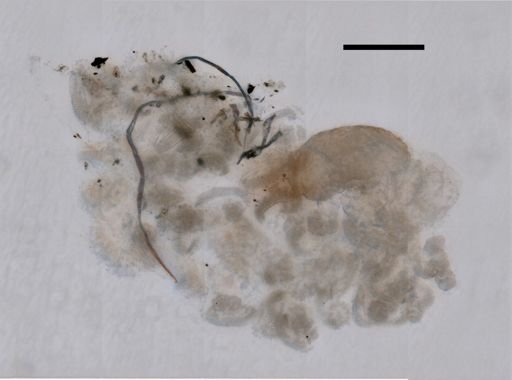 Gymnopraia lapislazula