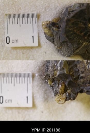 Jeletzkytes nebrascensis