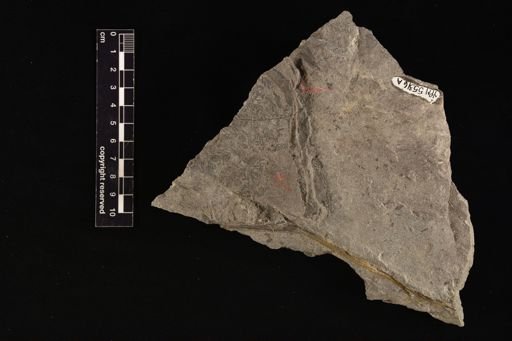 Sphenopteris sp.