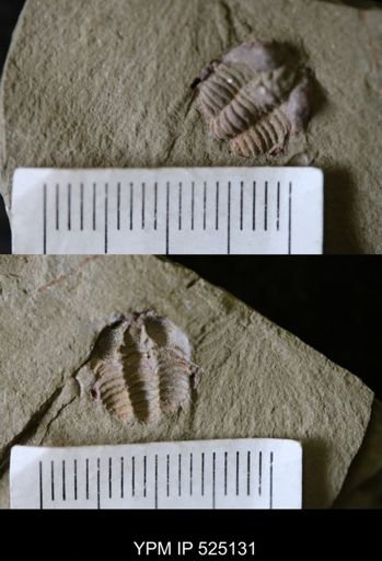 Parabathycheilus?