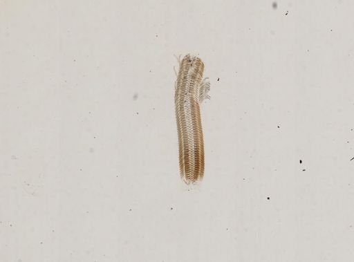 Somatogyrus subglobosus