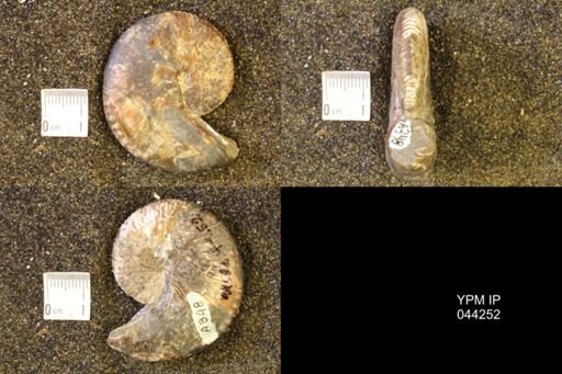 Hoploscaphites comprimus