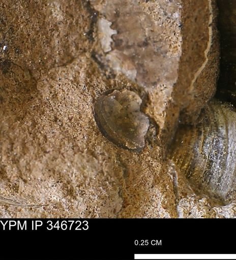undet. Mollusca