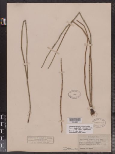 Equisetum hyemale