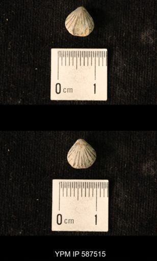 Camarotoechia whitei