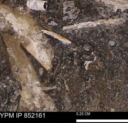 undet. Scaphopoda
