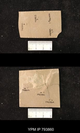 undet. Coleoptera