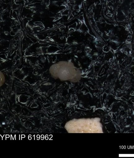 undet. Rugoglobigerinidae