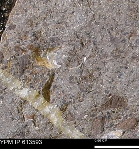 Scaphites sp.