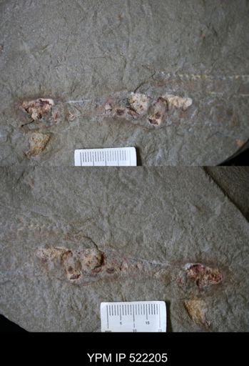 Problematica