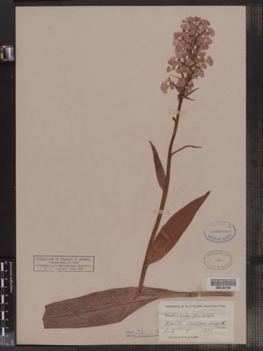 Habenaria