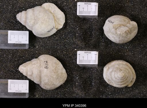Tylostoma tumidum