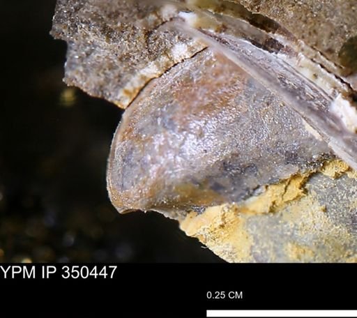 undet. Mollusca