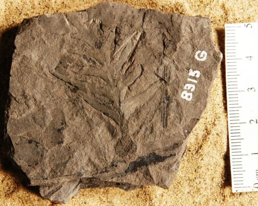 Odontopteris newberryi