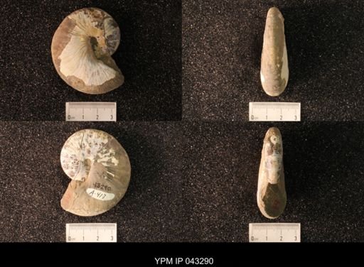 Hoploscaphites nicolletii