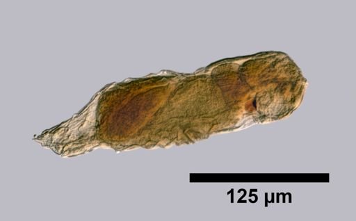 Lindia euchromatica