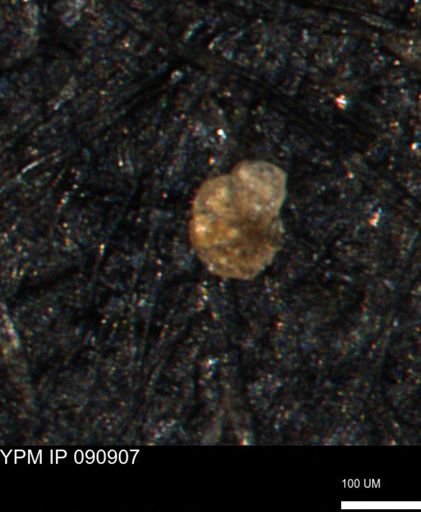 undet. Foraminiferida