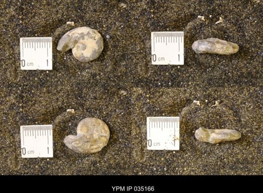Discoscaphites rossi