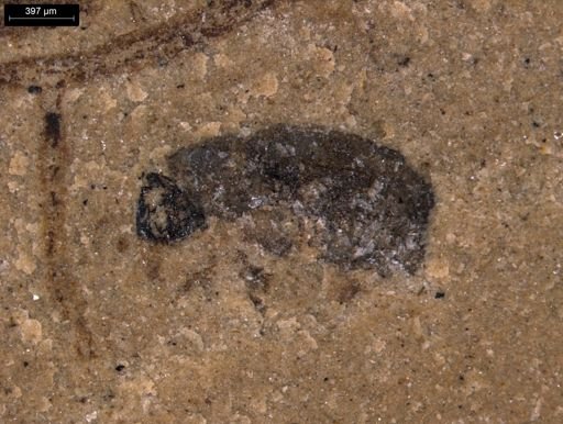undet. Coleoptera