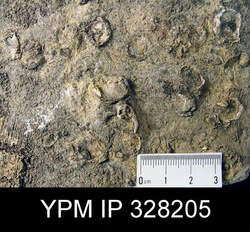 undet. Linoproductidae