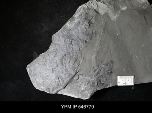 undet. Eurypterida