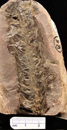 Lepidodendron sp.