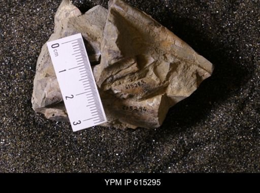 Baculites sp.
