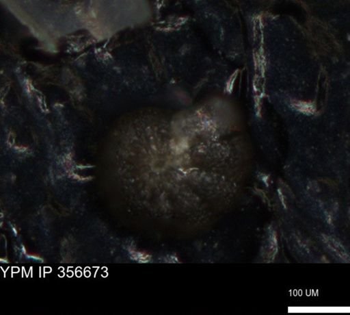undet. Foraminiferida