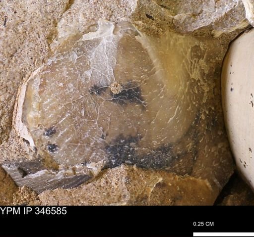 Oxytoma (Hypoxytoma) nebrascana