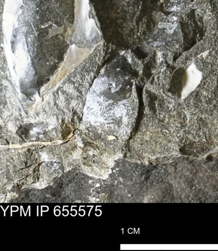 Oxytoma (Hypoxytoma) nebrascana
