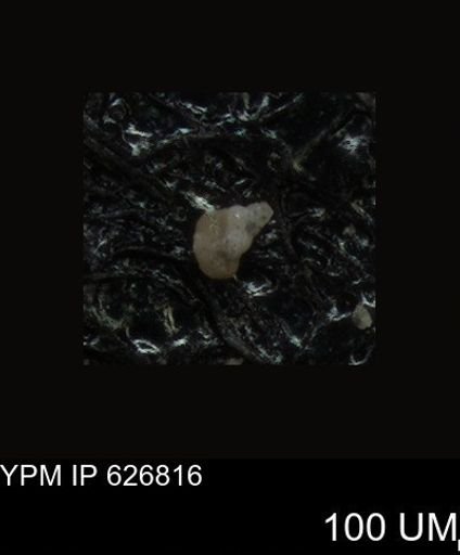undet. Foraminiferida