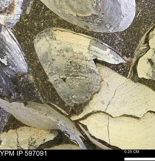 Limopsis striatopunctatus