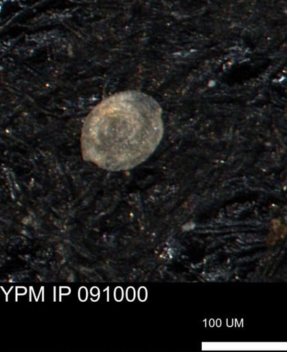 undet. Foraminiferida