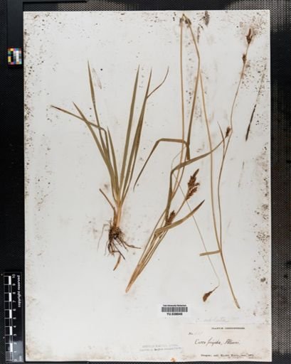 Carex