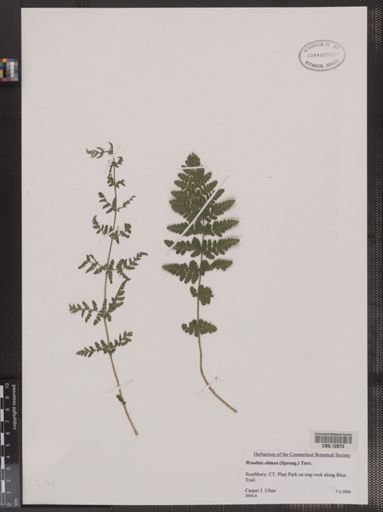 Woodsia obtusa