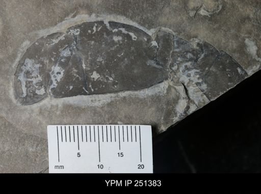 undet. Eurypterida