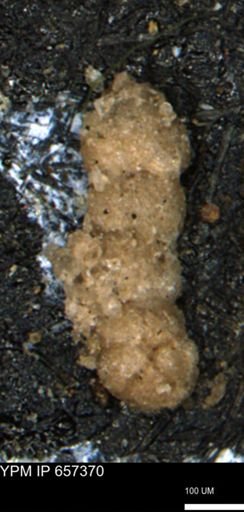Ammobaculites euides