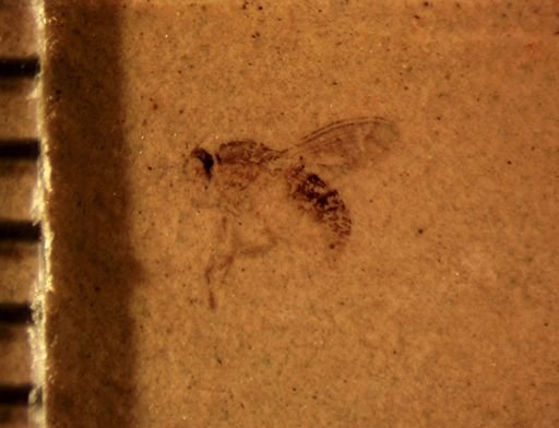 undet. Dolichopodidae