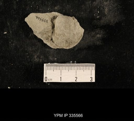 Linoproductus sp.