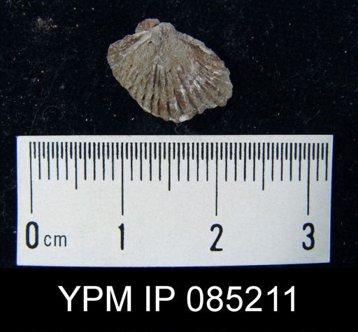 Atrypa reticularis