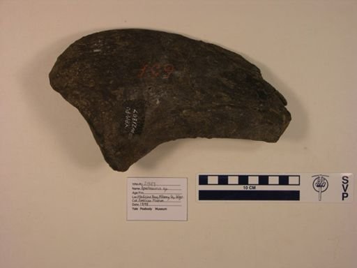 Apatosaurus sp.