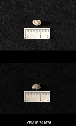 undet. Bryozoa