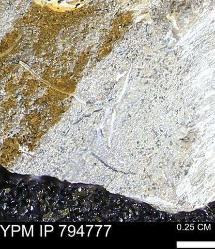 undet. Bivalvia