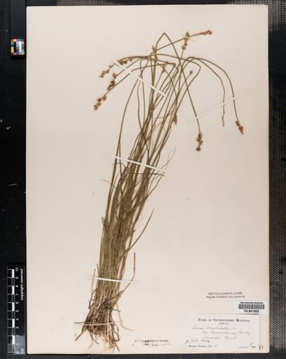 Carex spicata