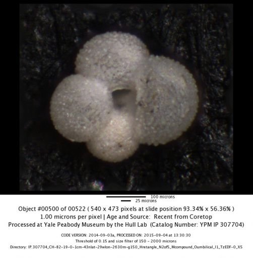 undet. Foraminiferida