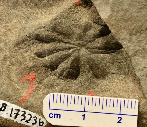 Asterophyllites sp.