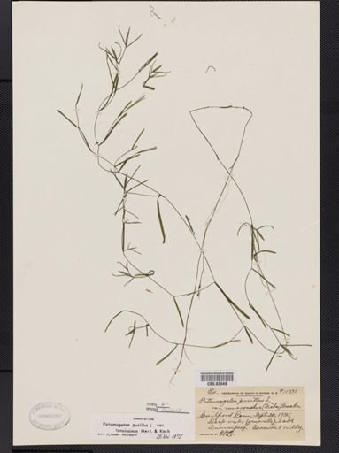 Potamogeton pusillus